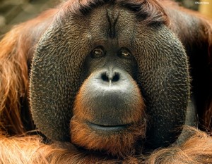 Rajang the Orangutan